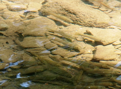 [In this relatively shallow section of the creek the sun in shining and the manyh rocks lining the creekbed are visible. Above the rocks swim at least a dozen light-colored fish. The shadows of the fish are visible on the rocks below.]